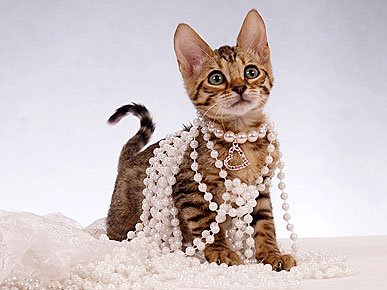 ����� ������ �����