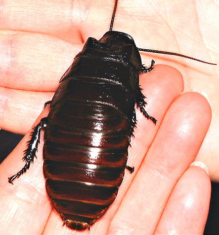 �����������, �������������� ������� �������