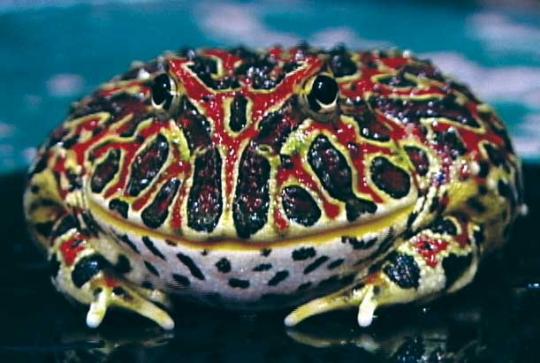 ��������� �������: ������� �������