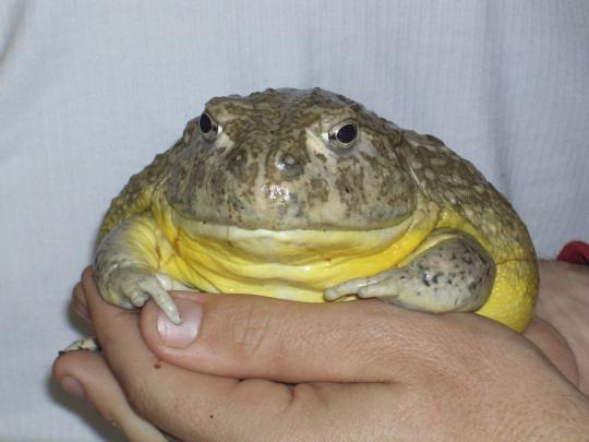 ��������� �������: ������� �������