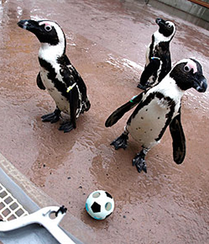 ����� ������� �� �������