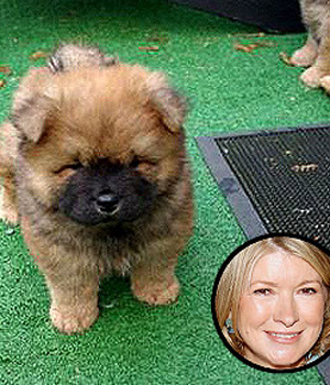 ����� ��������� ������� � �������� ��������