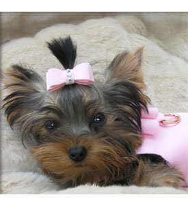 ��� �������� �������