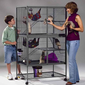 ��� ����� ���������