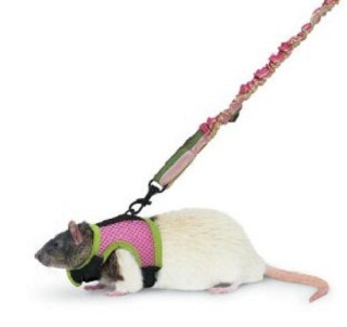 ������ ��� ����� ���������