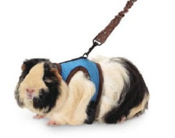 ������ ��� ����� ���������