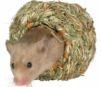 ������ ��� ����� ���������