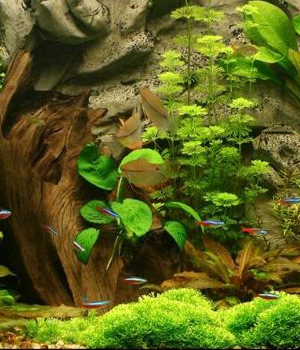 ��������, ��� ��������� ���������