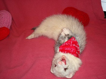 ������� ��� �������