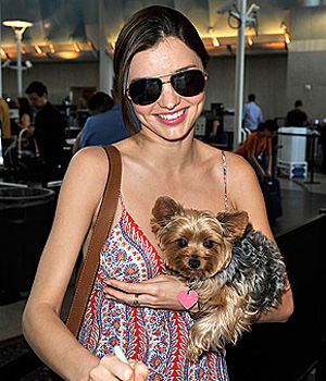 ������ � �� �������. ��������  �������