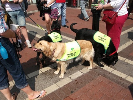 Дублин: и звери пристроены, и детям весело Дублин: и звери пристроены, и детям весело
