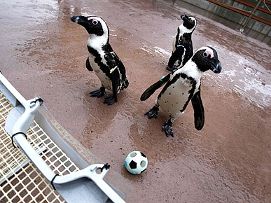 ���������� ����������� �����������