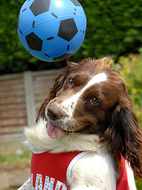 ���������� ����������� �����������