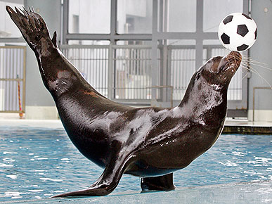 ���������� ����������� �����������