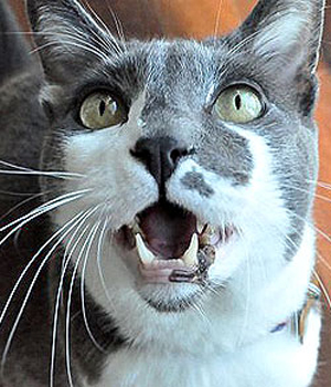 ��������� ������