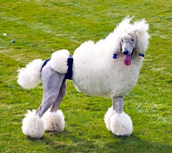 ������� ��� �����