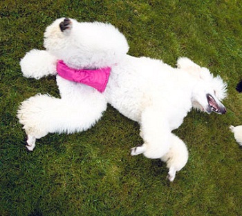 ������� ��� �����