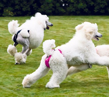 ������� ��� �����