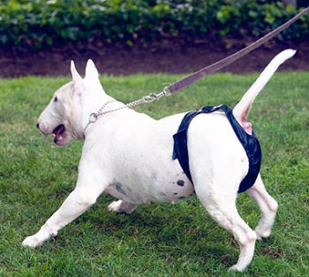 ������� ��� �����