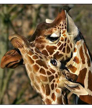 ������� �������