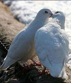 ������� �������