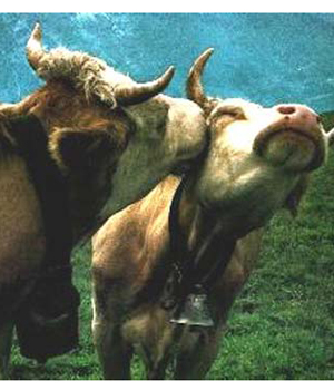 ������� �������