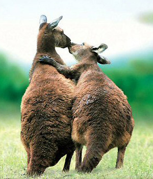 ������� �������