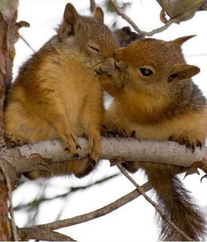 ������� �������