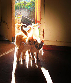 ��� ����� ��������