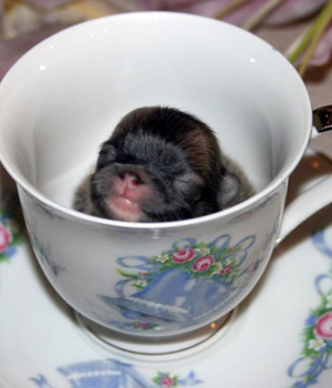 ��� ����� ��������