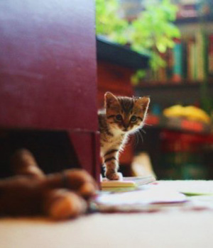 ��� ����� ��������