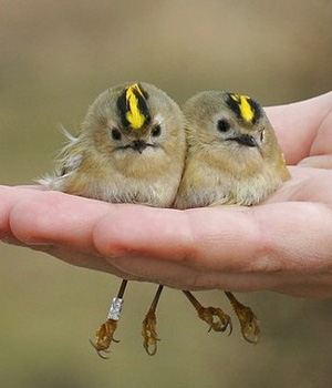 ��� ����� ��������