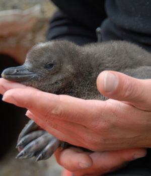 ��� ����� ��������