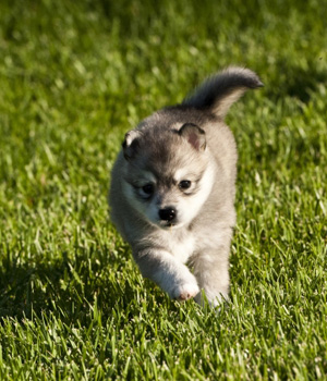 ��� ����� ��������