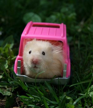 ��� ����� ��������