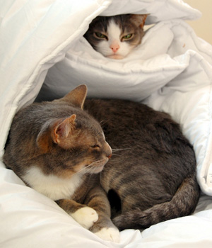 ��� ����� ��������