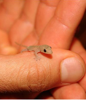 ��� ����� ��������