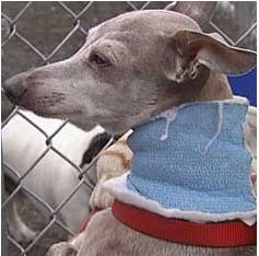 "�������� ������" �� �������� �����