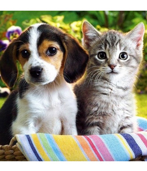 ����� ��������� ������