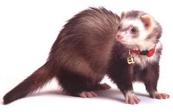 Летние ошейники для хорьков Летние ошейники для хорьков