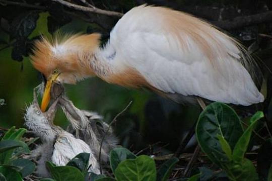 Иди к мамочке! Иди к мамочке!