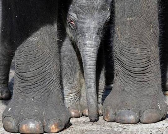 Иди к мамочке! Иди к мамочке!