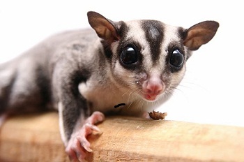 �������� �����-������