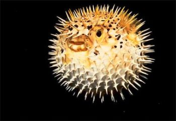 ����� �������� �������� �������