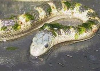 ����� �������� �������� �������