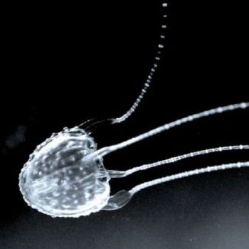 ����� �������� �������� �������