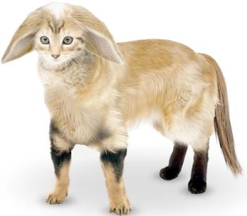 ��������� ������� � ������������?