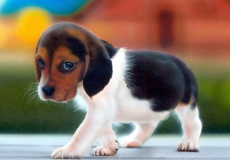 � ������� ���� ����� ������ ����� �����