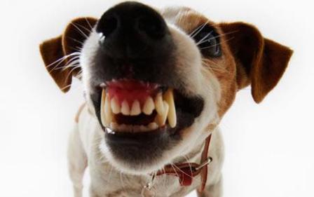 Осторожно, злая собака! Осторожно, злая собака!