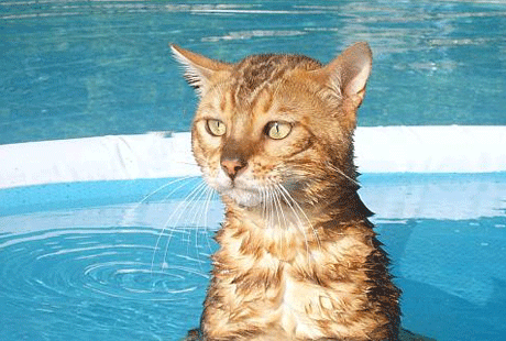 ������ ������� ��� �����